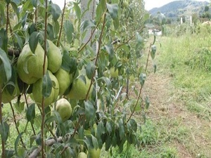 Alternatif geçim kaynağı oldu