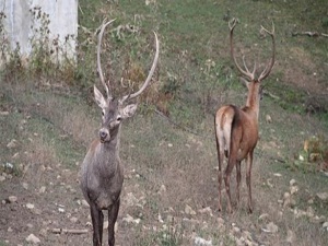 Yasağa uymamanın cezası 12 bin liradan başlıyor