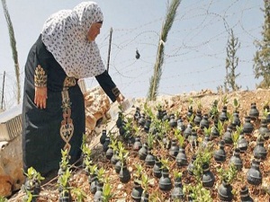 Kapsüller saksı oldu
