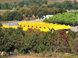 Buradan kurbanlık alan altın kazanacak