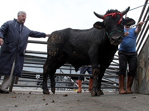Otomobil fiyatına kurbanlık