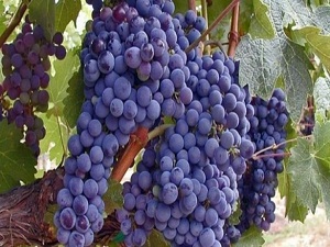 Kokulu üzümün muhteşem faydası