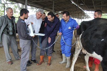 Pazara gelen dişi kurbanlıklara gebelik testi yapılıyor