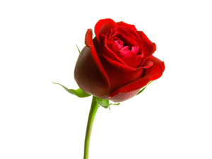 Resulullah (sav), evlenen bir kimseyi şöyle tebrik ederdi