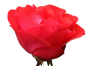 Münafık seyyid olursa Allah'ı kızdırırsınız