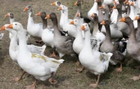 Kars'ta kaz tüyü artık ihracat ürünü oldu