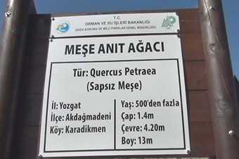 5 asırlık meşe ağacı yıllara meydan okuyor