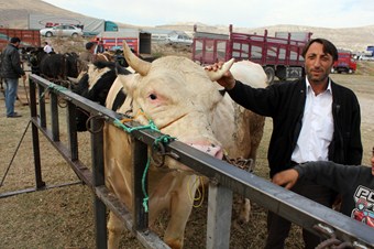 Kurbanlık alırken yaş ve gebelik kontrolü ücretsiz