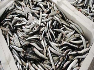 Yerli hamsinin kilosu 5 liraya düştü