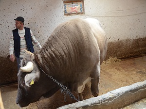 20 bin liralık fiyatıyla en pahalı kurbanlık olmaya aday
