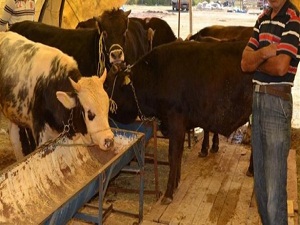 Hem alıcılar hemde satıcılar memnun