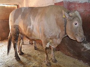 2 tonluk kurbanlık araba fiyatına satılıyor