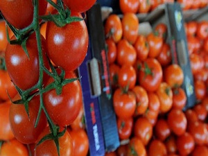 Domates üreticisi fiyat artışı bekliyor