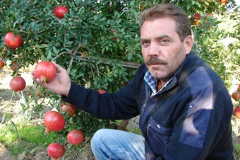 Türkiye’nin nar bahçesi Irlıganlı Ovası'nda hasat başladı