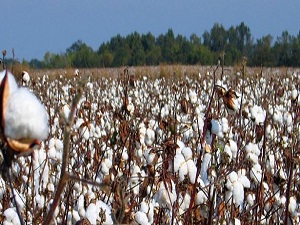 Pamukta bu sene ürün iyi, üretim yüzde 40 düştü