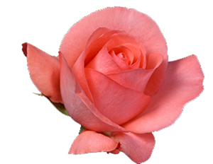 Bugünlerde tesbihi, tahmidi, tehlili ve tekbiri çok söyleyin!