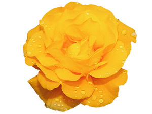 Mü'minlerin en hayırlıları ve en şerlileri