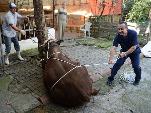 Boğaları dize getiren yatırma tekniği: Rueff
