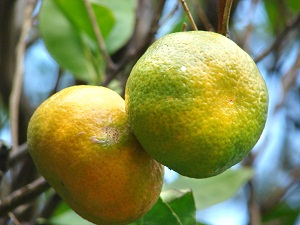 Çocuklar kış aylarında sebze ve meyve ile beslenmeli