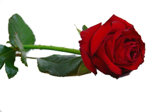 Kurbanlıklarınızı iyisinden seçiniz Çünkü...