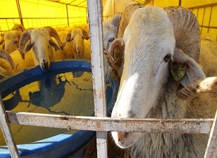 Büyükbaş kurbanlıklar bitti küçükbaşlar elde kaldı
