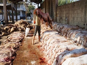 Kurban derilerinin yüzde 40'ı çöpe gidiyor