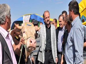 Kurban pazarının en büyüğü 'Koca Yusuf'