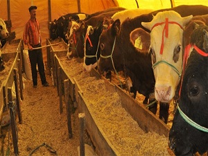 Kurbanlık alırken dikkat edilmesi gereken İslami kurallar