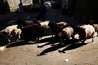 Kurban atıklarındaki kistlere dikkat