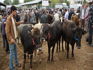 Kurban pazarlarında son gün hareketliliği