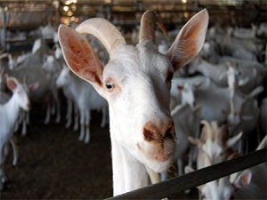 Anne sütüne en yakını keçi sütü