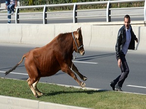Kaçan kurbanın peşinden koşmayın