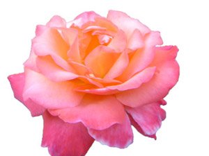 Allah'ın emrine karşı gelmekten sakınanları Allah herşeyden korur