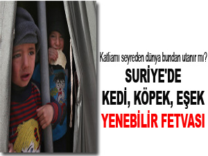 Suriye'de kedi, köpek ve eşek yenebilir fetvası