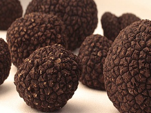 Bucak'ta trüf mantarı için hazırlık