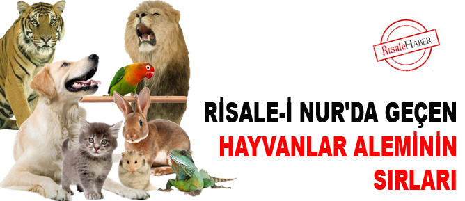 Risale-i Nur'da geçen hayvanlar aleminin sırları