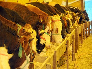 Et ve Süt Kurumu satılamayan kurbanlıkları 9 liradan alacak