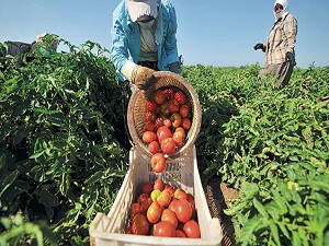 Domates üretiminde İspanya’yı üçe katladık
