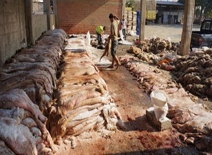 Gazze'de kurban derileri zayi oldu