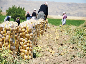 Patates fiyatı Türkiye genelinde tavan yaptı