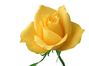 Kim Allah'ın hakimiyetine saygı gösterirse