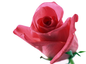 Kim bir topluluğu severse, onula haşrolur