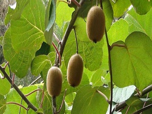 Kivide üretim 7, avokadoda 4 kat arttı