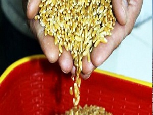 Hububat ihracatı 5 milyar dolara yaklaştı