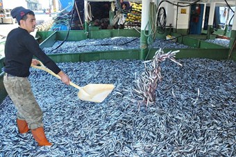 Hamsi halde 1 liraya düştü