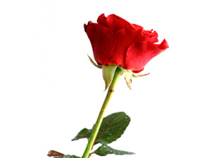 Müslümanın niyeti amelinden, münafığın ameli niyetinden hayırlıdır