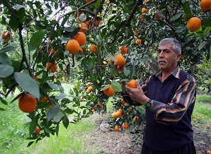 Türkiye'nin narenciye deposu Adana ve Mersin