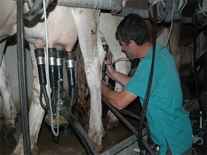 TZOB Genel Başkanı Bayraktar: Yerli sığır azaldıkça süt verimi artıyor