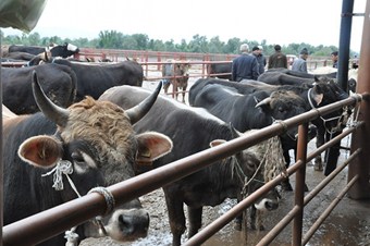 Büyükbaş hayvan üreticilerini sevindiren gelişme