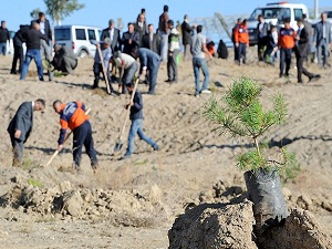Şahinbey’e 5 yılda 290 bin ağaç dikildi